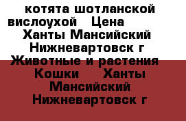 котята шотланской вислоухой › Цена ­ 3 500 - Ханты-Мансийский, Нижневартовск г. Животные и растения » Кошки   . Ханты-Мансийский,Нижневартовск г.